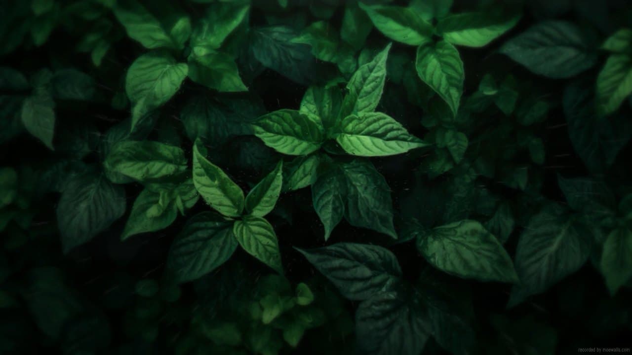 Deep Green Foliage — Nature live wallpaper for Mac