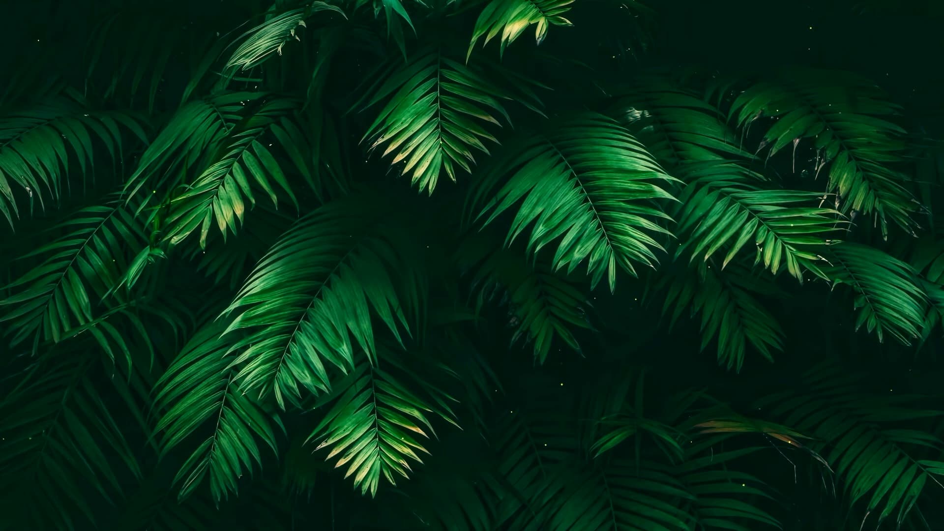 Gentle Fern Leaves — Nature live wallpaper for Mac